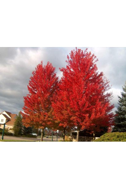 Листя клена фрімані Джефферсред в осінньому відтінку.